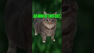 Who is the OIIA Cat memes [upl. by Mcclary]