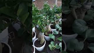 Ficus Bonsai plant plantsbonsai ficusgarden nature trending shorts [upl. by Bethesda]