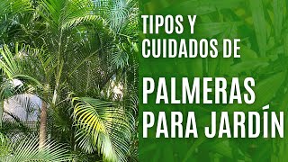 9 tipos de PALMERAS de jardín y sus cuidados [upl. by Herries974]