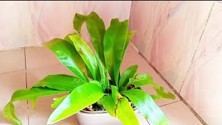 Easy way to propagate Bird nest fern 🌿🌿 [upl. by Lazaro]