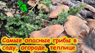 ЭТИ ГРИБЫ  САМЫЕ ОПАСНЫЕ В ВАШЕМ САДУ Как избавиться от опасных грибов на вашем участке [upl. by Nadroj]