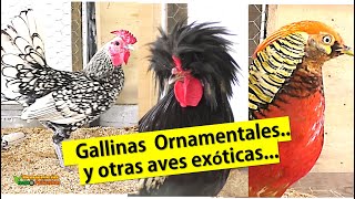 GALLINAS ORNAMENTALES Y OTRAS AVES EXOTICAS [upl. by Sion]