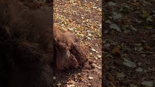 zoo animals boar dirty shortvideo newvideo [upl. by Verene]