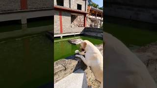 Dog lets fish eat food [upl. by Yrehc]