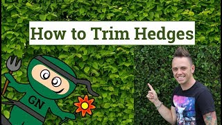 How to cut amp trim hedges the ultimate guide for perfect garden hedges [upl. by Gerge270]