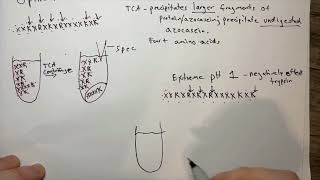 Azocasein Assay Analysis of Trypsins Protease Activity [upl. by Clemente941]