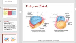 NU Bio 202 Development and Inheritance [upl. by Tavia]