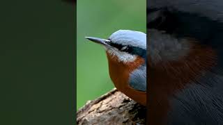 Chestnutbellied Nuthatch A Rare Moment of Stillness [upl. by Beatrix]