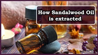 Watch the full video to know How Sandalwood Oil is extracted [upl. by Hisbe]