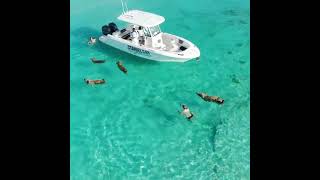 Staniel Cay Adentures at Pig Beach The Bahamas [upl. by Haile]