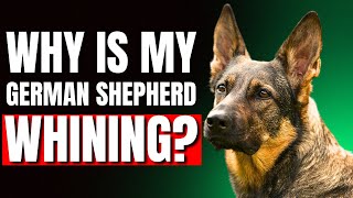 Why German Shepherds Whine So Much Revealed [upl. by Rehpitsirhc711]