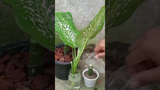 Dieffenbachia Tropic Snow Propagation for Beginners Even You Can Do It [upl. by Notserk836]