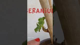 GERANIUM PROPAGATION [upl. by Chere]