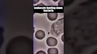 Leukocyte hunting down bacteria shorts viral leukocyte [upl. by Yalahs668]