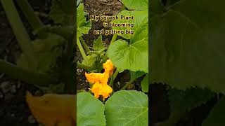 Growing Squash mississippi gardening naturelovers shorts [upl. by Dillon369]