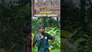 കടുവയുടെ വേട്ടയാടൽ എങ്ങനെ  Parambikkulam Tiger Reserve  Forest Trekking shorts [upl. by Akim]