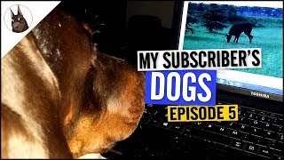 Doberman reacts to croppedundocked Doberman on YouTube [upl. by Sturrock924]