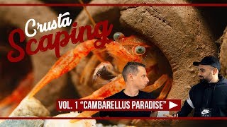 Crustascaping Vol 1  quotCambarellus Paradisequot mit Sascha Hoyer [upl. by Hinckley103]