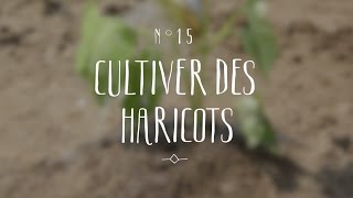 Cultiver des haricots [upl. by Ttenna]