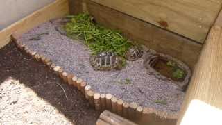 Griechische Landschildkröte  Testudo hermanni  Auf dem Balkon  na balkonie [upl. by Suraved]