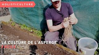 la culture de lasperge facile [upl. by Alyakcim]