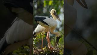 Birds build nest for laying eggs 🥚 birds shorts [upl. by Theurer]