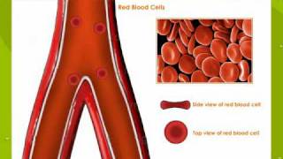 Types Of Blood Cells [upl. by Mariana]