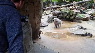 mad hamadryas baboon over protective father [upl. by Daughtry]