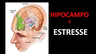 FUNÇÕES DO HIPOCAMPO REGULAÇÃO DA RESPOSTA FISIOLÓGICA DO ESTRESSE  Neurodrops 2 [upl. by Albina835]