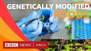 What is genetically modified food  BBC Whats New [upl. by Anitsud472]