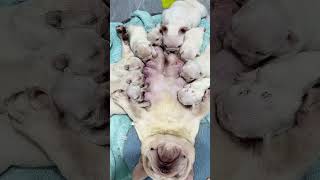 Cute Puppies Drinking Breast Milk puppy cutepuppy puppyvideos [upl. by Idac]