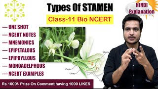 Types of stamen  flower morphology  Class 11 biology video  NCERT  MBBS BABA 🌸 [upl. by Maurilla]