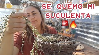 🚨🔥Se quema mi suculenta 👉así la recupero plantas suculentas cactus jardin [upl. by Annat43]