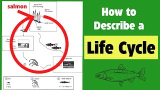 how to describe a life cycle diagram in ielts writing task 1 [upl. by Helali]