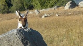 Pronghorn Antelope [upl. by Rudie]