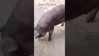 Duroc Pig farm Out door Sagar Pig farm 2024 [upl. by Jarrett]