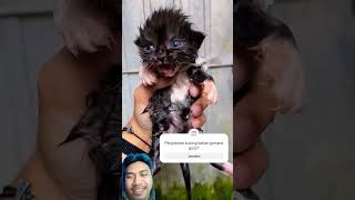 cat kucing kitten kucinglucu catlover timelapse cutecat kucingoyenbarbar oyenbarbar funny [upl. by Kraul]