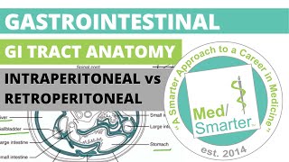 USMLE Step 1  Gastrointestinal GI Tract Anatomy Intraperitoneal vs Retroperitoneal  MedSmarter [upl. by Tnek]