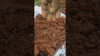 Planting beetroot capsicum cabbage seeds udhyanaone gardenplants nature puppies plantseeds [upl. by Valley]