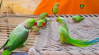 So Amazing Video Of Talking Parrots On Charpai [upl. by Nosreip]