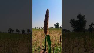 Plant of Pearl millet Cenchrus americanus Pennisetum glaucum [upl. by Paucker826]