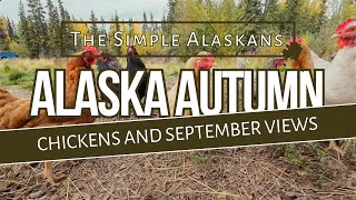 Alaskan Living Trained Chickens amp Stunning Fall Views [upl. by Adali]