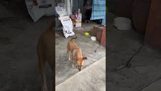 Mixed Breed Dog For Adoption  2 Years 7 Months Thunder from KL Kuala Lumpur [upl. by Nalani]