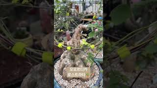 모모르디카 로스트라타Momordica rostrata 아프리카식물 반려식물 plants 구근식물 bonsai [upl. by Egres]