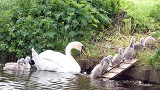 Mute Swan Family with 10 Cygnets Crossing the Road [upl. by Selig]