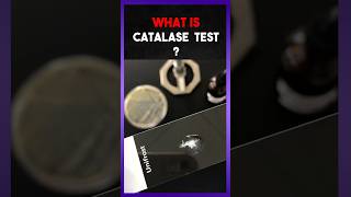 The Catalse Test  Explain [upl. by Hairacaz811]