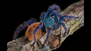 Green Bottle Blue Tarantula Chromatopelma Cyaneopubescens Feeding [upl. by Silvia118]