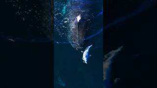 Whale🐋 the begests animale watch whale short whalewatching trendingshorts trending yt youtube [upl. by Earezed]