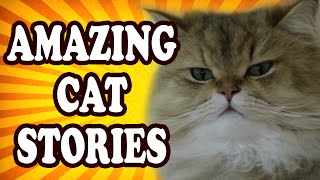 Top 10 Amazing Cat Stories [upl. by Anuaik646]