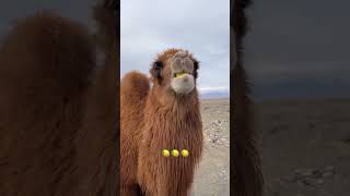 Deveye limon yedirmişler 🐪🍋😂😂😂 funny komikvideolarhayvanvideoları komikvideolar shorts [upl. by Ylerebmik577]